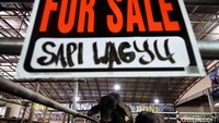 Semua sapi wagyu yang ada di Mall Qurban H. Doni tersebut halal.