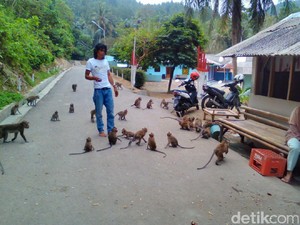 Di Banyumas, Warga dan Monyet Hidup Berdampingan dengan Harmonis
