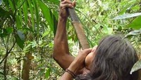 Anak sumpitnya, diberi racun curare. Racun ini biasa diperoleh dari spesies tanaman Chondodendron tomentosum dan Strychnos toxifera, yang biasa digunakan untuk berburu. Otot-otot hewan akan lemas dan lumpuh hingga menyebabkan kematian (BBC)