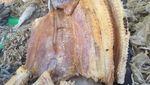 Mau Masak Ikan Asin? 9 Jenis Ikan Asin Populer Ini Bisa Bikin Nambah Nasi
