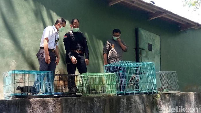 Tim Gakkum KLHK Sita Belasan Satwa Dilindungi di Bantul