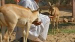 Foto: Ibu-ibu yang Menyusui Rusa