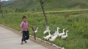 Seorang anak menggembala ternaknya di tepi jalanan. Foto: Bored Panda