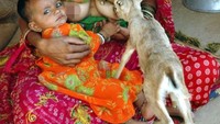 Suku Bishnoi mendiami kawasan pegunungan di Negara Bagian Rajasthan. Suku ini yang memiliki tradisi unik, tradisi menyusui rusa yang dilakukan oleh para wanitanya (@ebishnoism/Facebook)