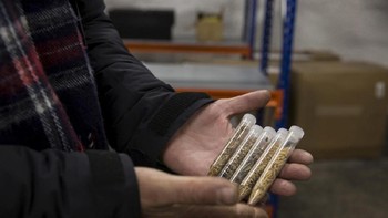 Biji-bijian tanaman dari seluruh dunia. Membiarkan pengunjung umum masuk Gudang Kiamat juga akan membuat fasilitas ini rentan terkontaminasi, tercemar hama, atau patogen yang menimbulkan risiko terhadap benih yang disimpan di dalam fasilitas. Foto: (Reuters)