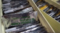 Svalbard Global Seed Vault juga dijuluki sebagai bank benih tanaman terlengkap di dunia (Anna Filipova/Reuters)