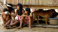 Namun, kini suku Huaorani sudah bersahabat dengan turis. Bahkan disekitar tempat tinggal pun sudah ada berbagai jenis penginapan yang menjadi satu dengan menginap dan tinggal bersama suku Huaorani. Meski tidak sepenuhnya setuju dengan hal ini (BBC)