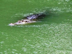 Misteri Buaya 3 Warna di Sungai Lukulo Kebumen