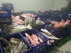 Denyut Pusat Bisnis Ikan Natuna yang Bakal Diresmikan Jokowi