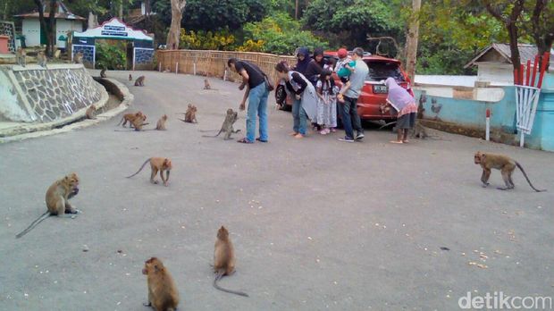 Kawanan monyet di Banyumas.