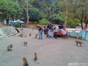 Legenda Monyet Jelmaan Santri Nakal di Masjid Saka Tunggal Banyumas