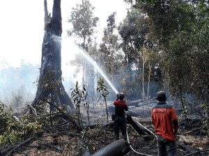 Kebakaran Hutan 77 Ha di Taman Nasional Danau Sentarum Padam