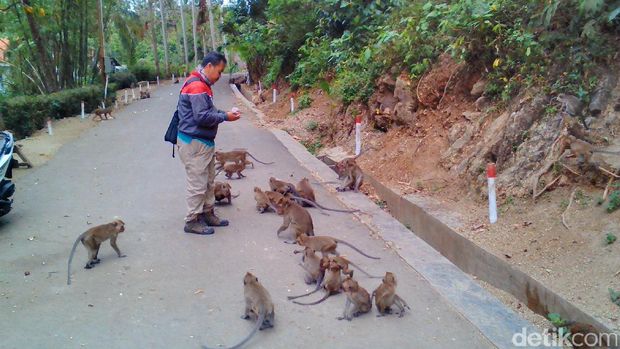 Kawanan monyet tampak jinak di Banyumas. 