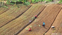 Sehari-hari, aktivitas para wanita suku Moni di Desa Ugimba adalah berkebun. Mereka menanam ubi, kol dan bayam (Afif Farhan/detikTravel)
