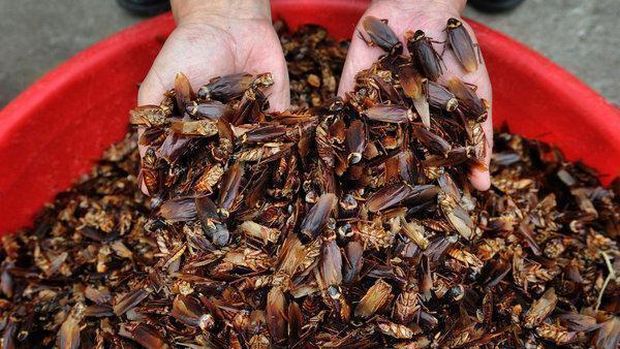 Jualan Kecoak, Mahasiswa Ini Raup Rp 87 Jutaan per Bulan
