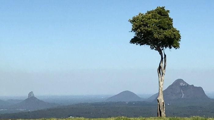 Inilah Pohon Yang Paling Sering Difoto Di Australia