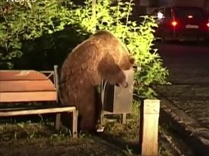 Beruang Lapar Serbu Kota di Rumania, Ternyata Ini yang Diincar