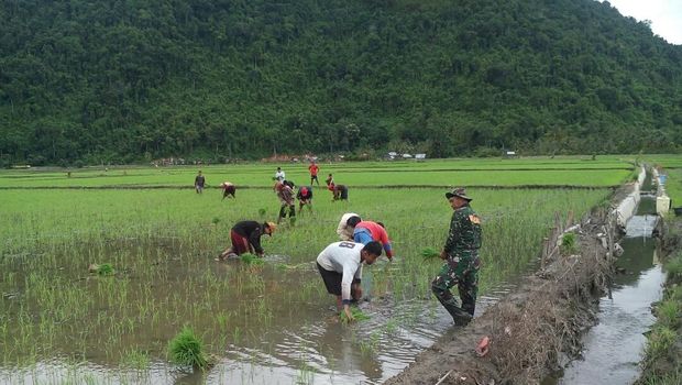 Tak Cuma Seberangkan Warga Pakai Tali, Serka Darwis Juga Turun ke Sawah