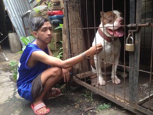 Tak Punya Penyakit, Pitbull Gigit Ramiza Bisa Dipelihara