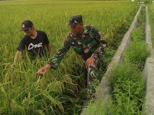 Tak Cuma Seberangkan Warga Pakai Tali, Serka Darwis Juga Turun ke Sawah