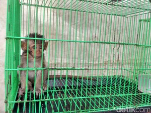 Ekspresi Hewan di Pameran Flona Saat Diterpa Suhu 32 Celcius