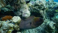 Alam bawah laut di kawasan Samota juga luar biasa. Banyak terumbu karang dan biota laut yang sehat (Cinthya Langi/dTraveler)