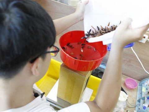 Jualan Kecoak, Mahasiswa Ini Raup Rp 87 Jutaan per Bulan