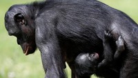 Simpanse ini merupakan jenis simpanse kerdil atau Bonobo atau dengan nama latin Pan paniscus. REUTERS/Francois Lenoir.visual