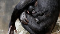 Begini penampakan bayi simpanse berusia 1 minggu di kebun binatang Planckendael di Mechelen, Belgia. REUTERS/Francois Lenoir.