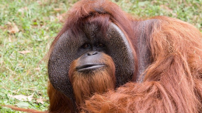 Orang Utan yang Bisa Bahasa Isyarat Mati di Usia 39 Tahun