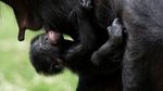 Kebun Binatang Belgia Tambah Koleksi Bayi Simpanse