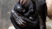 Sinar matahari yang menyengat, membuat ekspresi bayi simpanse ini terlihat lucu. REUTERS/Francois Lenoir.