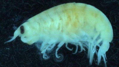 Penampakan Kutu Laut, Biota Pemangsa Daging yang Hebohkan Australia