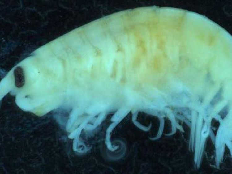 Penampakan Kutu Laut, Biota Pemangsa Daging yang Hebohkan Australia