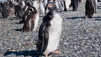 Kota Ushuaia dinobatkan sebagai satu dari lima tempat terbaik melihat penguin di dunia. Dari Pelabuhan Ushuaia, Anda bisa menyeberang ke sebuah pulau yang dikenal dengan nama Estancia Harberton yakni tempat penelitian kelautan (Thinkstock)