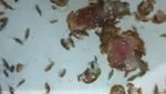 Penampakan Kutu Laut, Biota Pemangsa Daging yang Hebohkan Australia