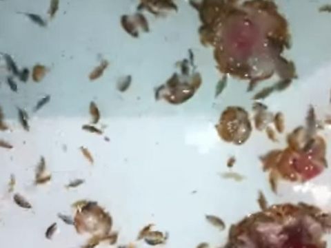 Kutu laut yang menyerang Sam. 