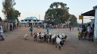 Setelah menyebrang di sungai Manambolo, kamu akan sampai di desa kecil Bekopaka. Desa ini adalah rumah bagi pemandu dan pegai taman nasional. Di desa ini, wisatawan bisa mendapatkan izin masuk serta menyewa pemandu dan perawatan pendakian untuk menaikin Tsingy (Dave Stamboulis/BBC)