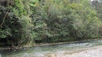 detikTravel pernah merasakan sendiri dinginnya Sungai Kemabu. Rasanya seperti air yang sudah lama kamu simpan di dalam kulkas lalu disiram ke badan (Afif Farhan/detikTravel)