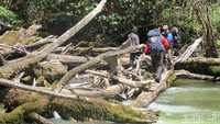 Jika mendaki Puncak Carstensz dari Desa Ugimba, maka kita akan mengikuti aliran air Sungai Kemabu. Di beberapa titik, sungainya seolah tertutup oleh batang-batang pohon. Itu terjadi secara alami (Afif Farhan/detikTravel)