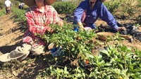 Usut punya usut ternyata Maria dipaksa menikah oleh orang yang tidak dicintainya dan pergi meninggalkan suaminya. Dari situlah, pihak keluarga suami mengecapnya sebagai pezina. Dia kemudian melangsungkan hidup dengan cara berkebun yang terus dilakukan sebagai mata pencaharian selama ini (Noiva do Cordeiro/Facebook)
