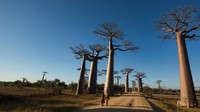 Sekitar 20 km dari Morondova, kamu akan menemukan Avenue of the Baobabs. Tempat ini ditumbuhi pohon adenansia grandidier baobab yang super tinggi dan cantik. Saat matahari terbenam, pohon cantik ini akan membentuk siluet di cakrawala (Dave Stamboulis/BBC)