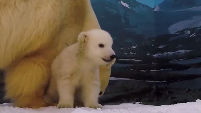 Bayi Beruang di Gold Coast Akhirnya Diberi Nama Mishka