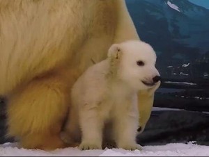 Bayi Beruang di Gold Coast Akhirnya Diberi Nama Mishka