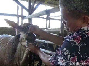 Kemarau, Cacing Hati Rentan Hinggapi Ternak Sapi