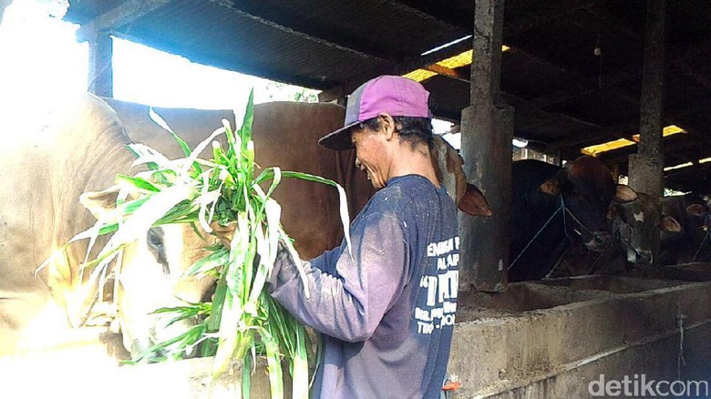 Penjual Hewan Kurban di Lamongan Sudah Mulai Diserbu Pembeli Penjual Hewan Kurban di Lamongan Sudah Mulai Diserbu Pembeli