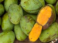 Ini Jenis Mangga yang Cocok untuk Diolah Jadi <i>Dessert</i>