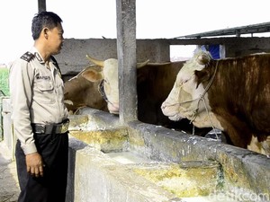 Aiptu Wahudin, Sukses Berdayakan Masyarakat dengan Sapi Perah