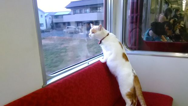 Kafe kucing Jepang