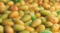 Ini Jenis Mangga yang Cocok untuk Diolah Jadi <i>Dessert</i>